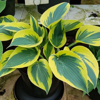 Hosta 'Ben Vernooij'